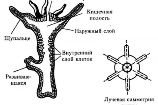 Кракен магазин kr2web in тор